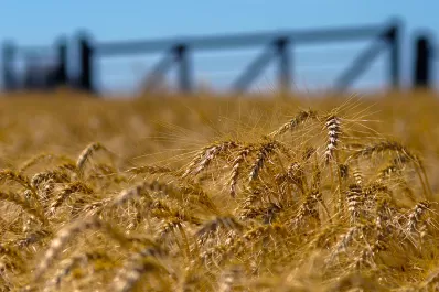 Sobre el fin de la cosecha crece la proyección de producción de trigo a 17 millones de toneladas