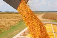 “El maíz es fundamental en el sistema productivo del NOA y ahora peligra”