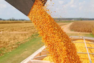 Apronor calificó como retroceso la apertura parcial de las exportaciones de maíz