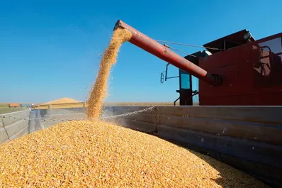 El Gobierno anunció la reapertura parcial de las exportaciones de maíz