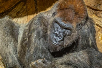 Dos gorilas contrajeron covid-19 en un zoológico de Estados Unidos