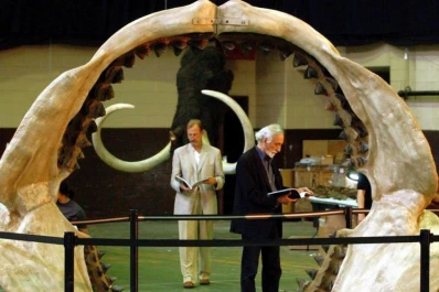 El megalodón daba a luz bebés que medían más que un ser humano normal