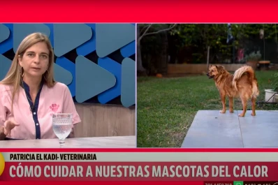 Cómo auxiliar a tu mascota en caso de un golpe de calor