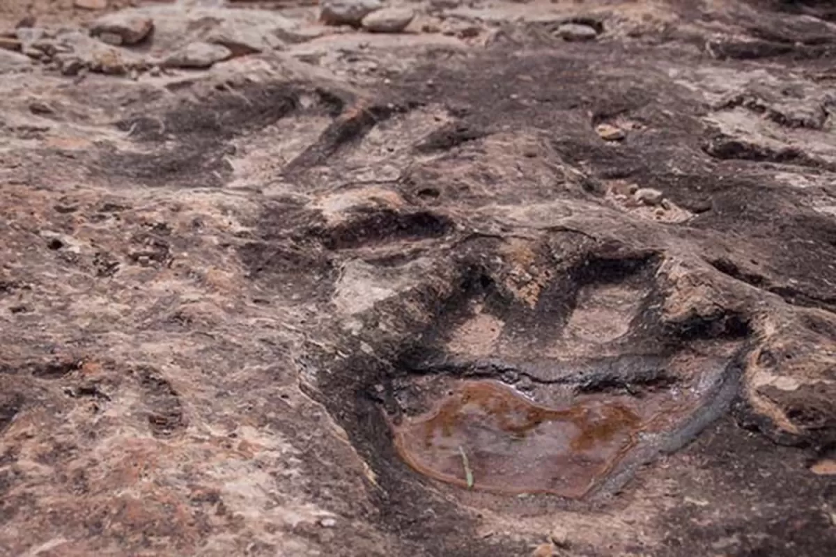 Clasifican huellas de dinosaurios en China