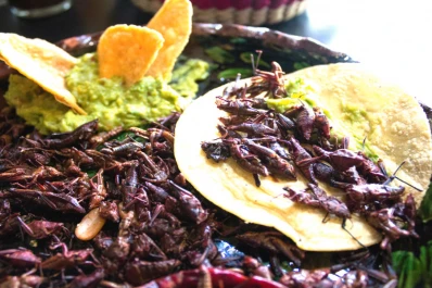 La Unión Europea aprobó una larva amarilla como primer “entoalimento”