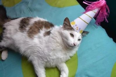 Insólito: le festejaron el cumpleaños al gato y 15 personas se contagiaron de covid-19