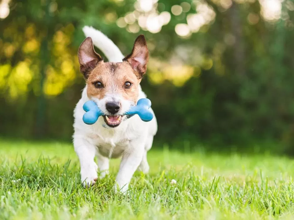 JUEGO INDISPENSABLE. Según veterinarios, no sólo hay que sacarlos a pasear, también se debe jugar con ellos. 