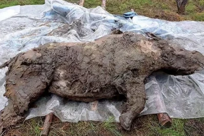 Hallan el fósil de un rinoceronte lanudo