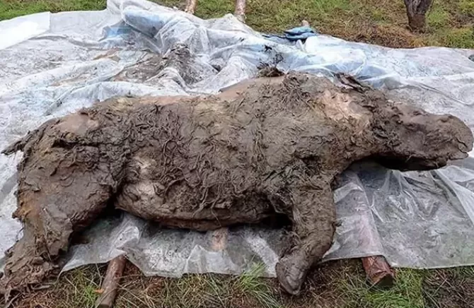 INTACTO. El cuerpo de rinoceronte se encuentra en perfecto estado.  