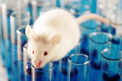 Ratones paralíticos pueden volver a caminar