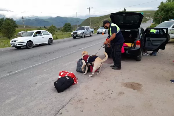 El perro Fran posibilitó dos procedimientos de droga en los controles hacia El Mollar