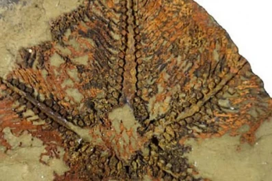 Descubrimiento: hallan los orígenes de las estrellas de mar