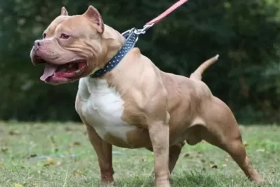 Un pitbull atacó a cinco vecinos y un policía lo mató de un balazo