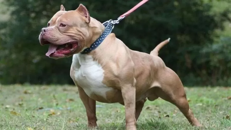 Un pitbull atacó a cinco vecinos y un policía lo mató de un balazo