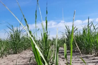 Se detectó el “Gusano cogollero” en caña de azúcar
