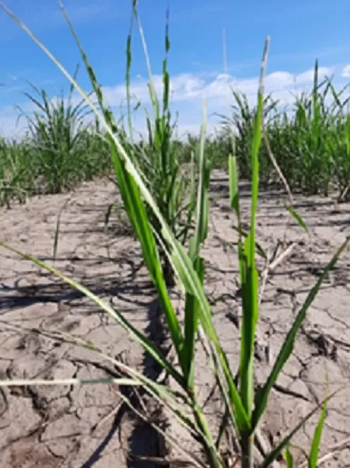 PERJUICIOS. Los daños producidos por las orugas que se alimentan del cultivo de la caña de azúcar es la defoliación en el cogollo y en las hojas. 