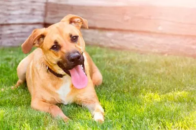 España: un perro salvó la vida a un hombre con coronavirus