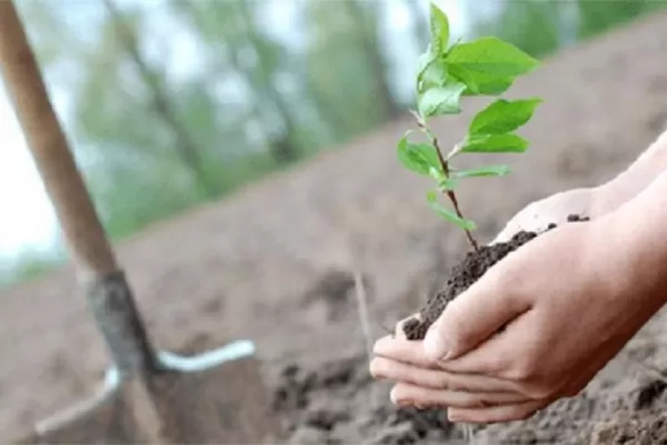 En Tafí Viejo fomentan el cultivo de frutales autóctonos