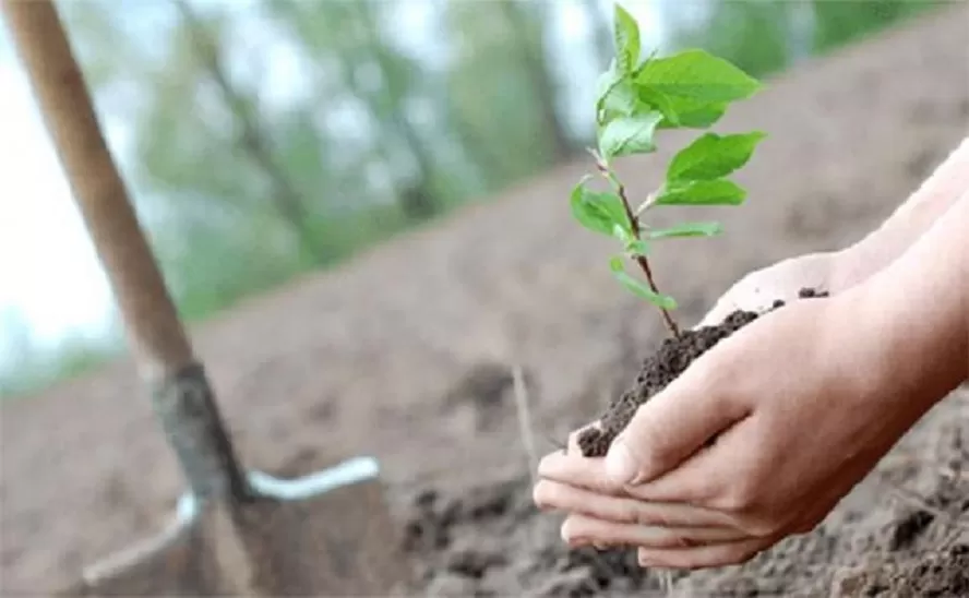 En Tafí Viejo fomentan el cultivo de frutales autóctonos