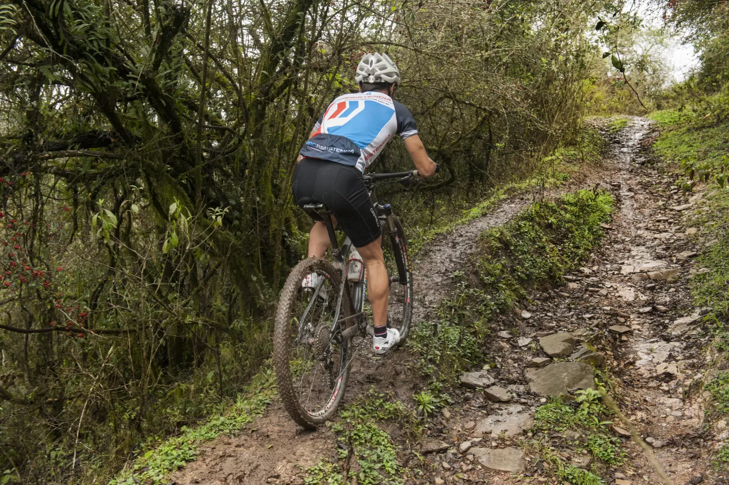 Descubren cómo es el sistema de robos de bicicletas  en Tucumán