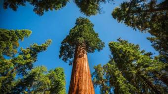El espíritu de las secuoyas...