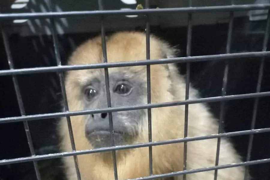 La mona hallada en el techo de una casa en El Manantial se encuentra en buen estado