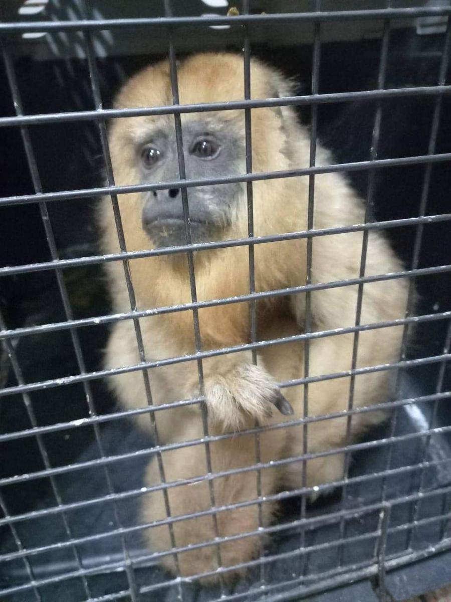 Increíble: tuvieron que rescatar a una mona que estaba en el techo de una casa