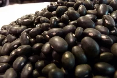 La siembra de porotos viene con buenas expectativas