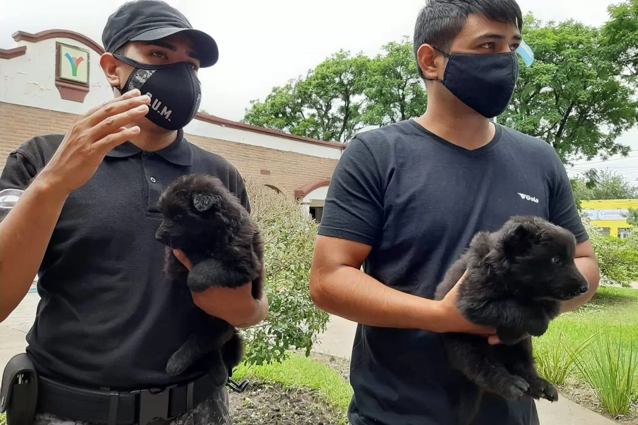EJEMPLARES. Los dos cachorros ya forman parte de la GUM. Foto: Prensa YB