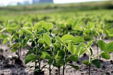 Las últimas lluvias trajeron alivio a los productores de granos de la región