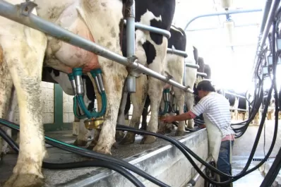 Tamberos insisten en que el precio de la leche debe subir