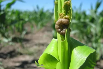 Las condiciones climáticas y de suelo fueron las óptimas para el maíz