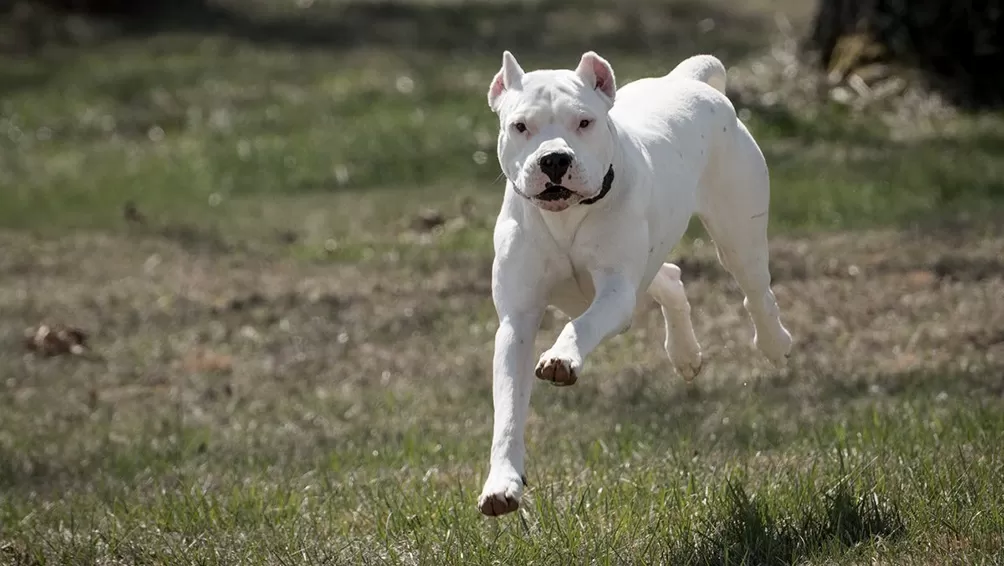 Una beba murió tras ser atacada por un dogo