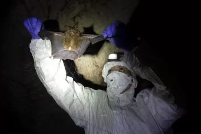 Hallaron murciélagos con un nuevo tipo de coronavirus dentro de una cueva