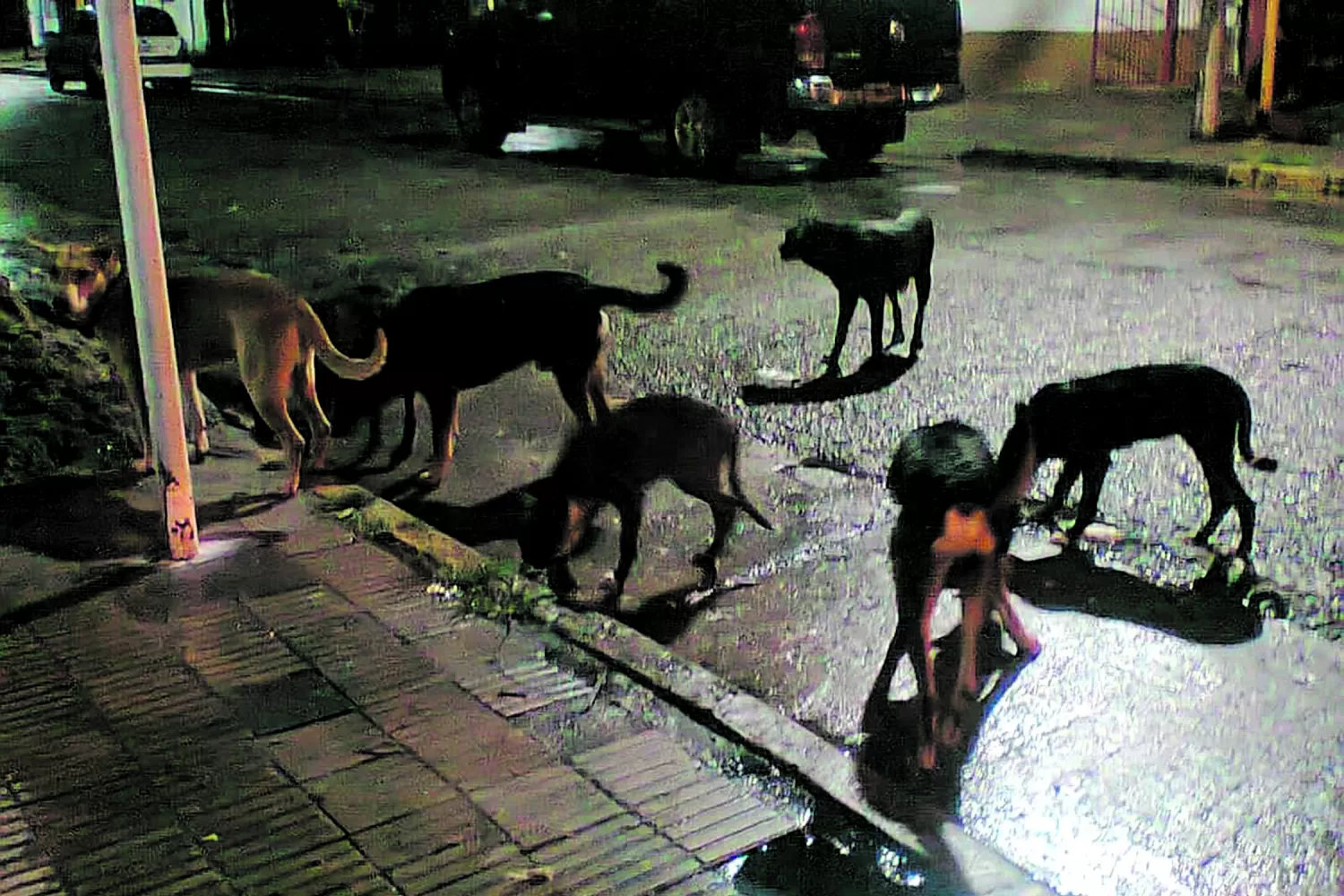 Impulsan la castración de perros y gatos para controlar su proliferación