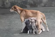 La Legislatura avanzará con una ley para el control poblacional de perros y gatos callejeros