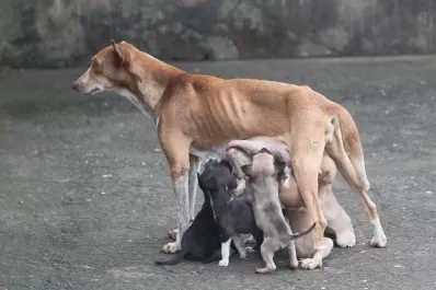 La Legislatura avanzará con una ley para el control poblacional de perros y gatos callejeros