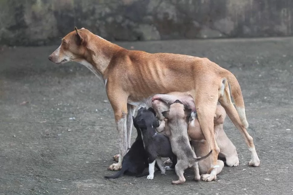 La Legislatura avanzará con una ley para el control poblacional de perros y gatos callejeros