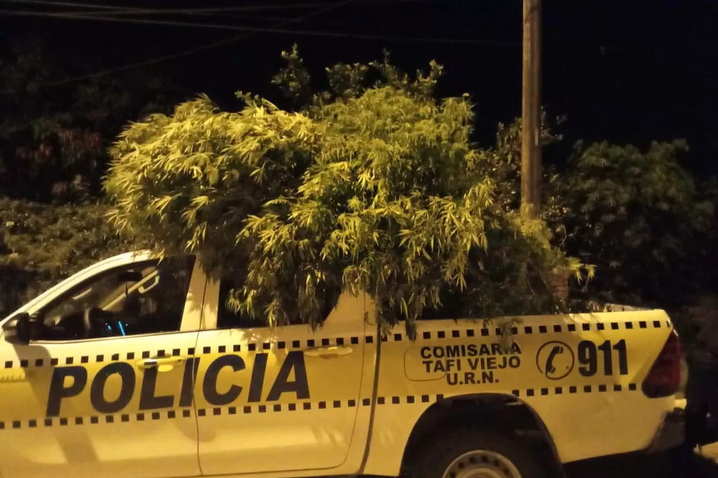 EN CALIDAD DE SECUESTRO. Una de las plantas de marihuana. Foto: Ministerio de Seguridad