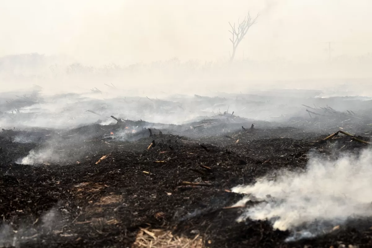 El fuego perjudicó a más de la mitad de los cañaverales