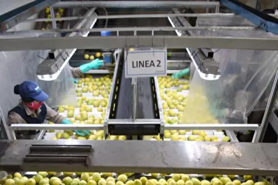 La Unión Europea define si vuelve a comprar limones tucumanos