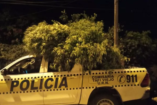 Tafí Viejo: investigaban un robo, pero encontraron 17 plantas de marihuana