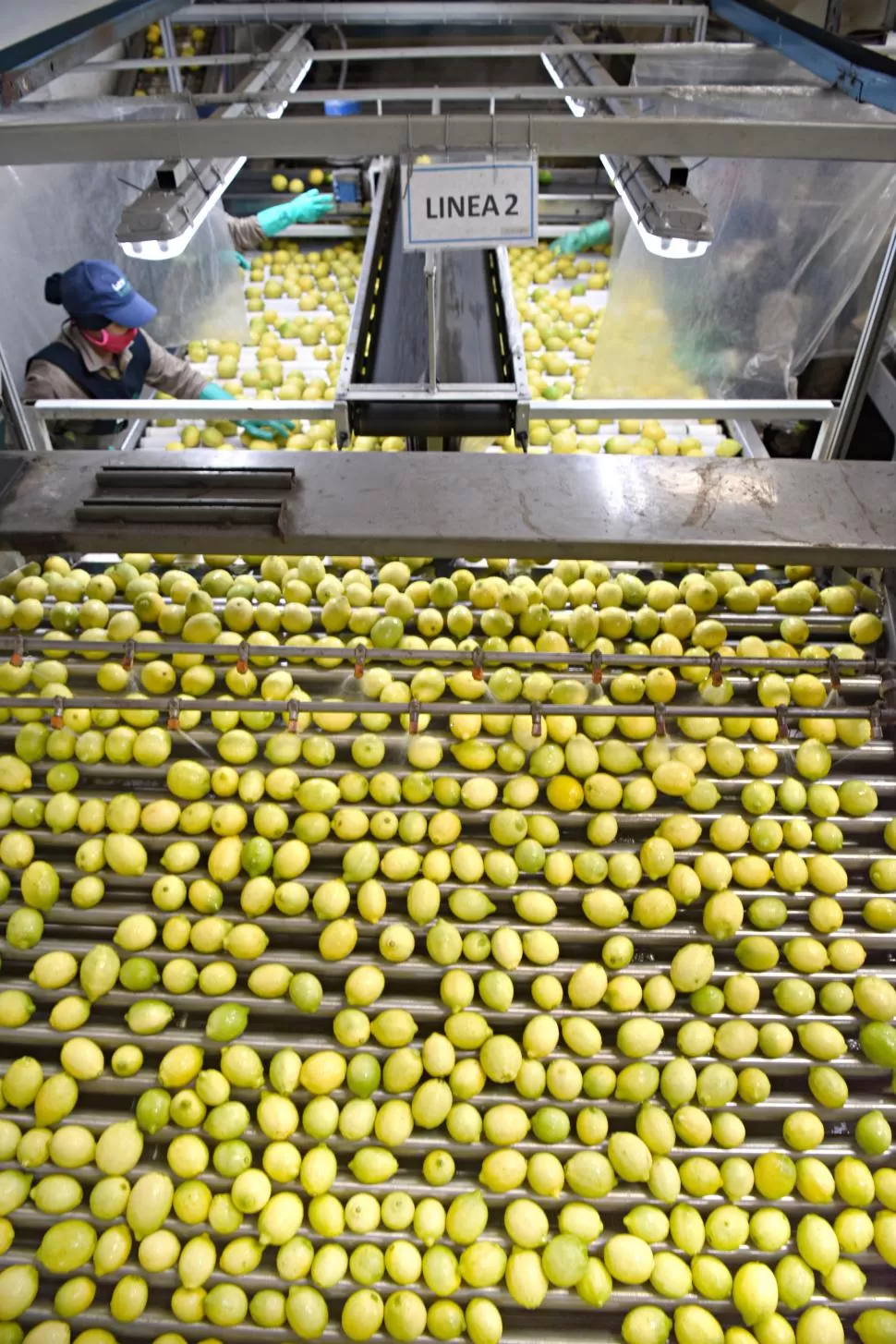 UN PILAR DE LA ECONOMÍA TUCUMANA. Estiman que la producción de limones caerá 30% este año. la gaceta / Foto Juan Pablo Sanchez Noli (archivo)
