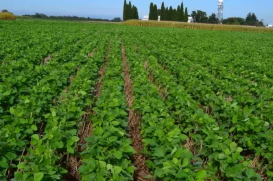 Estados Unidos ajusta los stocks de maíz y de soja