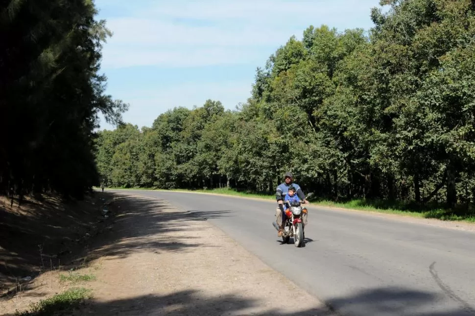 RUTA 305. El Timbó Viejo.