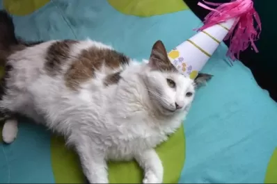 Chile: 15 personas se contagiaron de covid-19 por festejarle el cumpleaños al gato