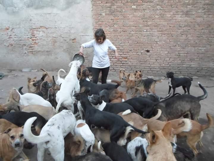 Abandonados, maltratados y desnutridos: preocupa la situación de los animales callejeros