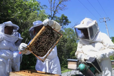 Buscan impulsar los emprendimientos apícolas en Tucumán