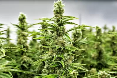 Argentina y Brasil acordaron impulsar la producción y comercialización del cannabis