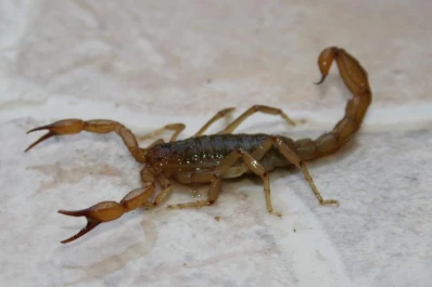 Conocé qué hacer si te pica un animal ponzoñoso